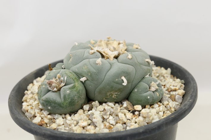 大疣銀冠玉 実生 A3704☆ロフォフォラ サボテン☆「送料無料」浦部陽向園