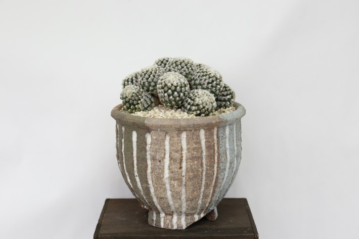 多毛精巧殿 群生type 実生 A3708☆ツルビニカルプス サボテン☆「送料