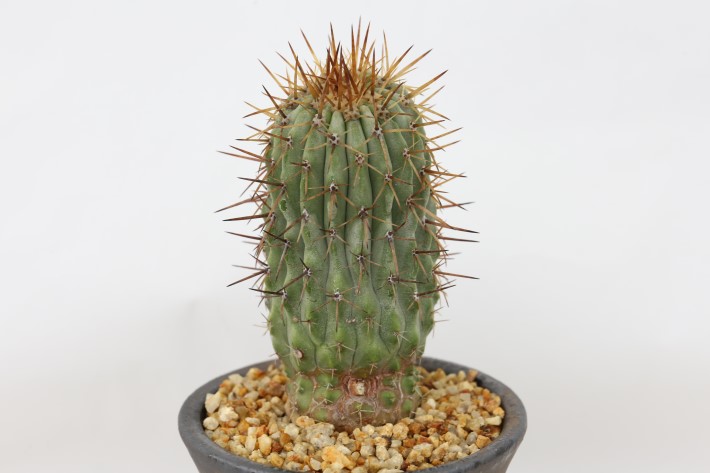 コルムナアルバ 実生 A3709☆コピアポア 弧竜丸 サボテン☆「送料無料