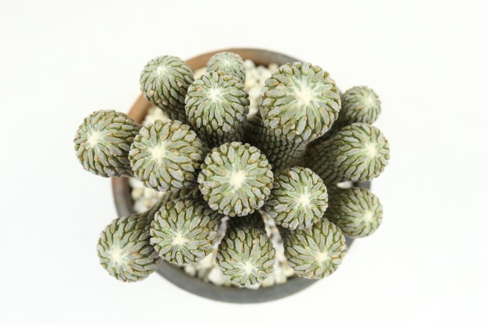 精巧丸 接ぎ降ろし群生type A3739☆ペレキフォラ サボテン☆「送料無料