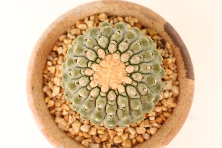 刺無し孤竜丸 接ぎ降ろし A3745☆コピアポア コルムナアルバ サボテン