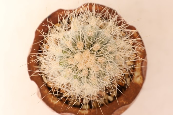 雷血丸 輸入株カキ仔 A3748☆コピアポア クラインジアナ サボテン