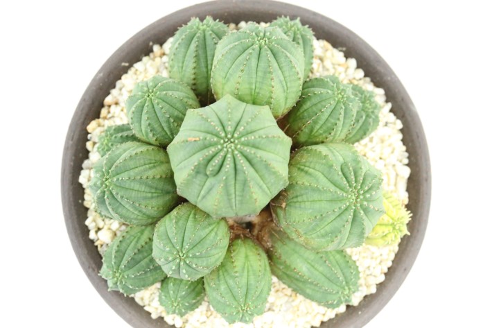 魔紅麒麟錦 輸入球 A3741☆ユーフォルビア 多肉植物☆「送料無料」浦部