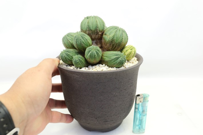 魔紅麒麟錦 輸入球 A3741☆ユーフォルビア 多肉植物☆「送料無料」浦部