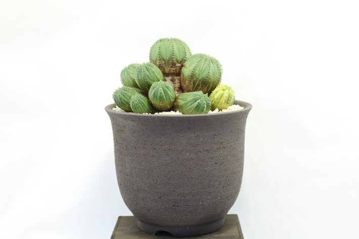 魔紅麒麟錦 輸入球 A3741☆ユーフォルビア 多肉植物☆「送料無料」浦部