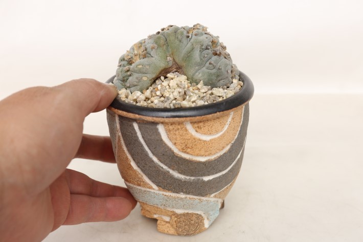 銀冠玉綴化 輸入球カット A3742☆ロフォフォラ サボテン☆「送料無料