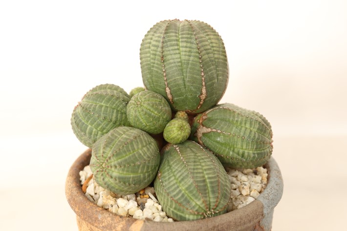 オベサ群生type 実生 A3756☆ユーフォルビア カエスピトーサ 多肉植物