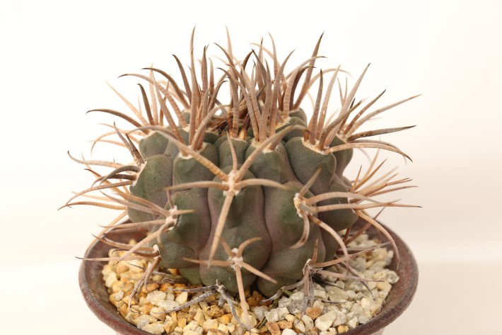 守金魔天竜 接ぎ降し A3753☆ギムノカリキウム マザネンセ サボテン