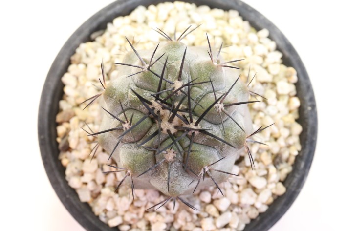 送料無料】黒王丸 シネレア コピアポア 実生 A3766｜サボテン｜浦部陽向園