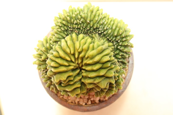 送料無料】ミハノビッチ刺無綴化 ギムノカリキウム 輸入球実生 A3771