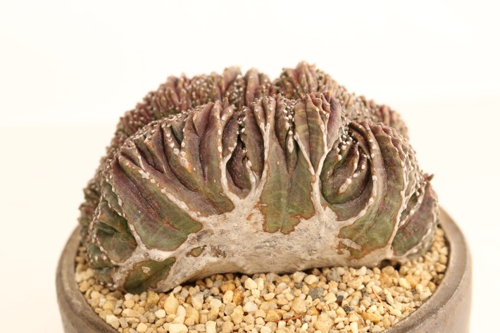 送料無料】オベサ綴化モンスト ユーフォルビア 輸入球 A3787｜多肉植物