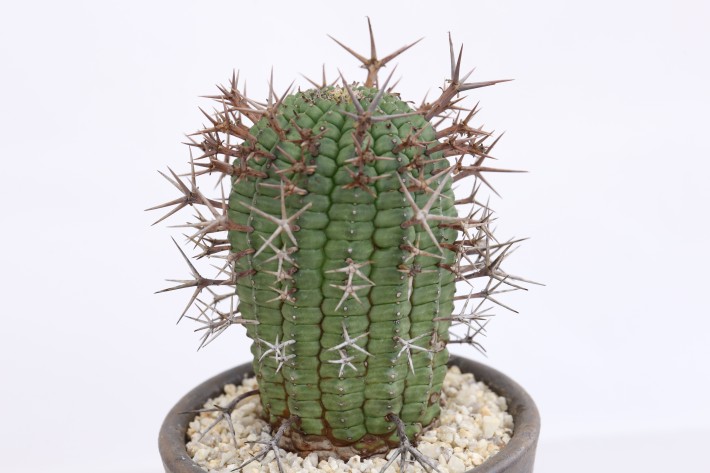 送料無料】群星冠 ユーフォルビア 輸入球カキ仔 A3789｜多肉植物｜浦部