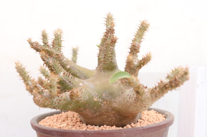 送料無料】マカイエンセ パキポディウム 輸入球 A3840｜多肉植物 塊根