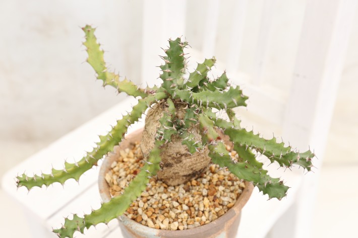 送料無料】スクアロッサ 奇怪ヶ島 ユーフォルビア 輸入球 A3858｜多肉