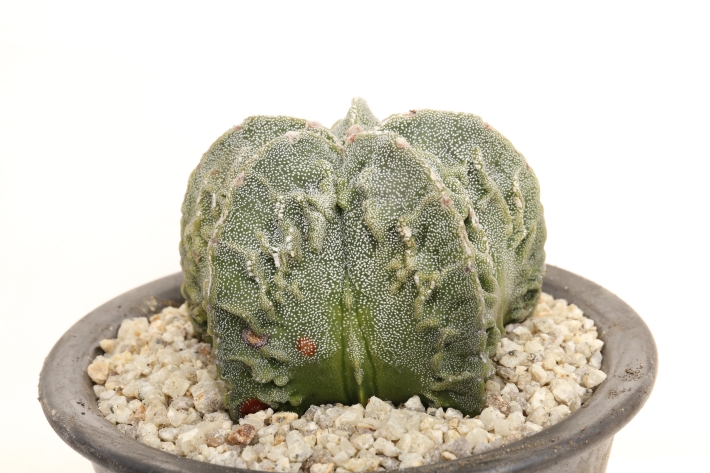 複隆ランポー玉 実生 A3004☆アストロフィツム サボテン☆「送料無料