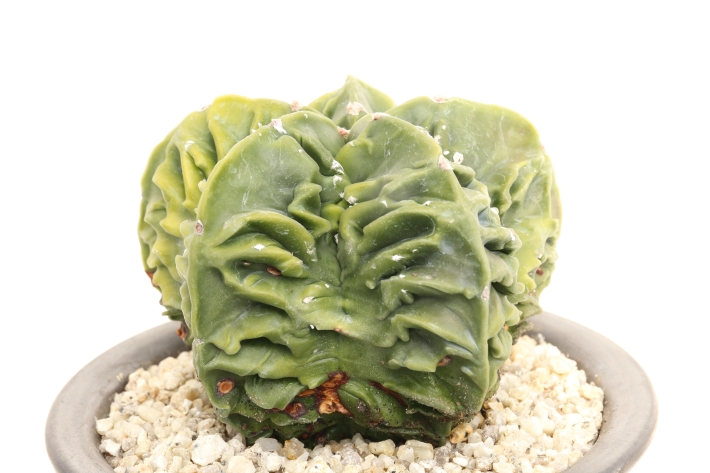 複隆ランポー玉 実生 A3003☆アストロフィツム サボテン☆「送料無料