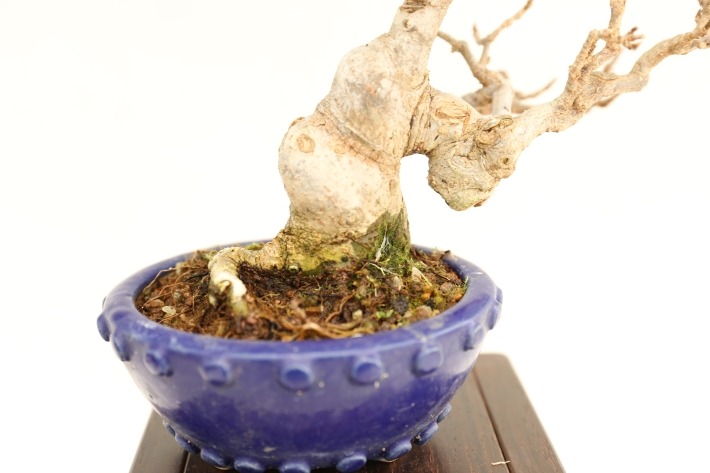 楓 A3024☆カエデ 楓 葉物 小品盆栽☆「送料無料」浦部陽向園