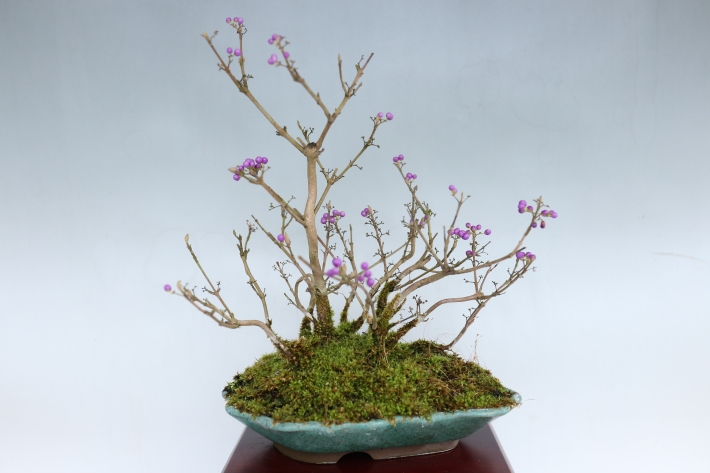 小紫式部 A3063☆コムラサキシキブ 花物実物 小品盆栽☆「送料無料