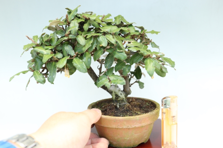 寒グミ A3070☆カングミ 花物実物 小品盆栽☆「送料無料」浦部陽向園