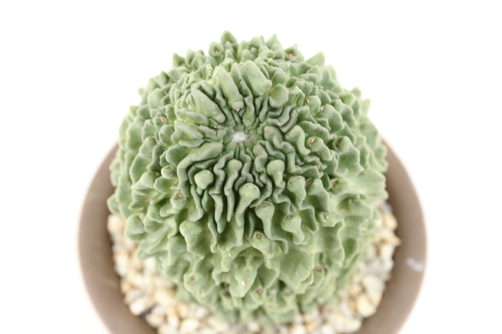 サボテン 奇厳大鳳玉 激レア サボテン：アストロフィツム 大鳳玉*