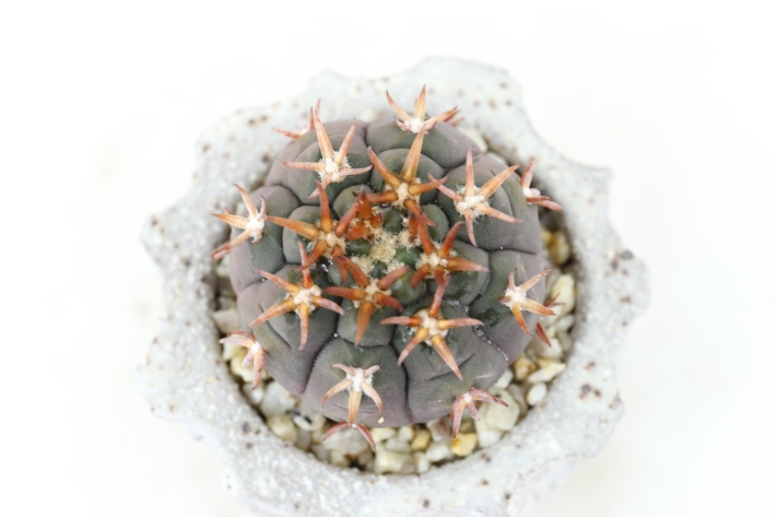 短狂刺天平丸 実生 A3084☆ギムノカリキウム サボテン☆「送料無料