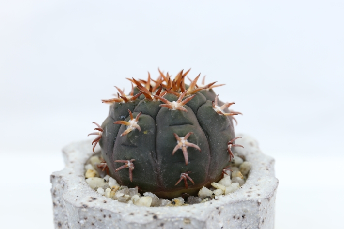 短狂刺天平丸 実生 A3084☆ギムノカリキウム サボテン☆「送料無料