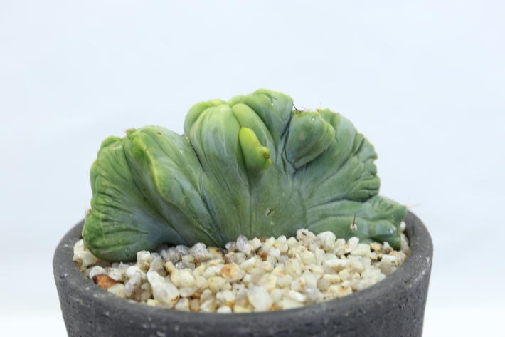 成程柱 実生 A3088☆トリコケレウス サボテン☆「送料無料」浦部陽向園