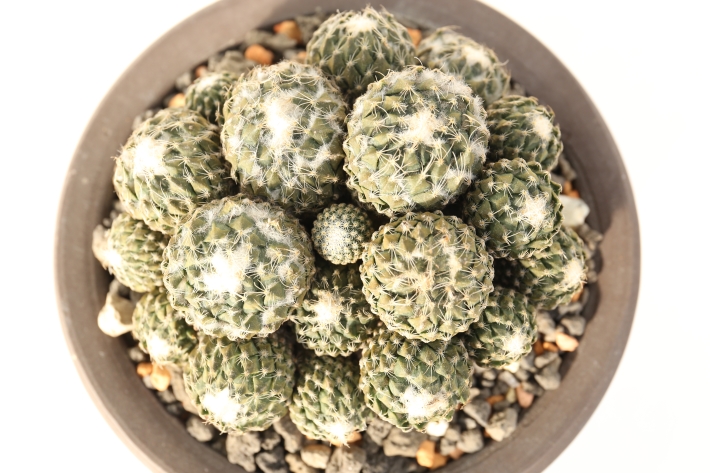 銀牡丹 実生群生球 A3095☆ペレキフォラ サボテン☆「送料無料」浦部陽向園