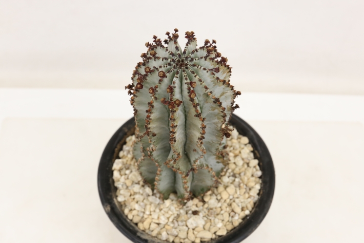 白衣ホリダ 実生 A3147☆ユーフォルビア ホリダ 多肉植物☆浦部陽向園