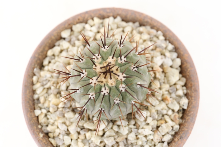 コルムナアルバ A3156☆コピアポア 弧竜丸 サボテン☆「送料無料」浦部