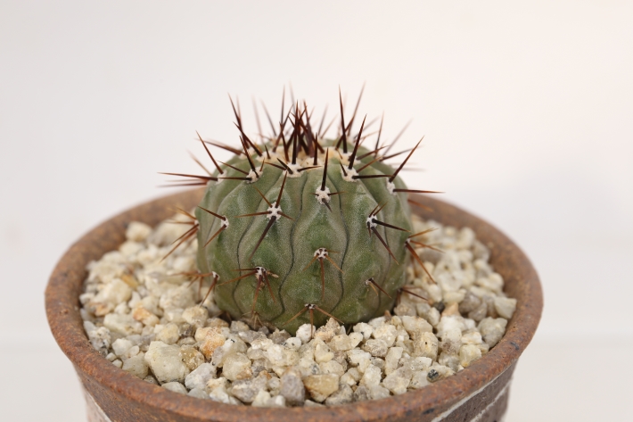 コルムナアルバ A3156☆コピアポア 弧竜丸 サボテン☆「送料無料」浦部