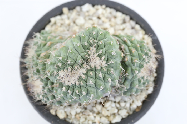 菊水綴化 実生カット群生株 A3161☆ストロンボカクタス サボテン