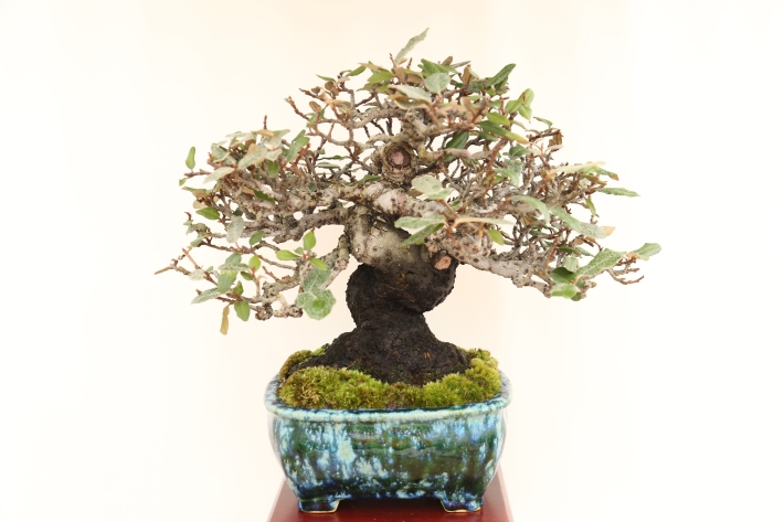 寒グミ A3178☆カングミ 花物実物 小品盆栽☆「送料無料」浦部陽向園