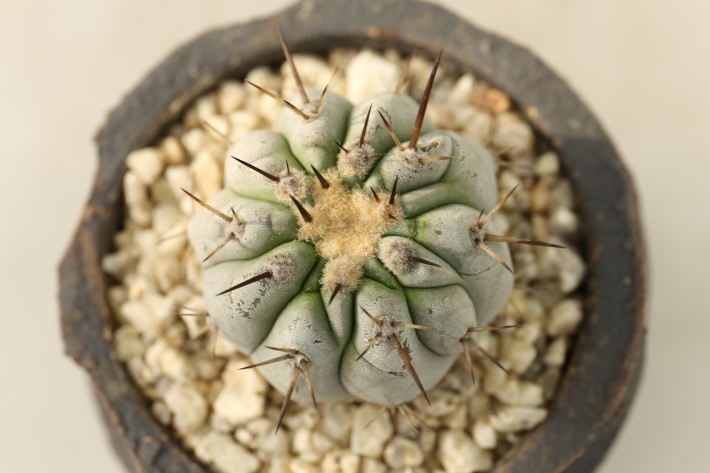 黒王丸 現地球 A3254☆コピアポア シネレア サボテン☆「送料無料