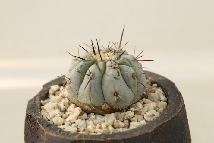 黒王丸 現地球 A3254☆コピアポア シネレア サボテン☆「送料無料