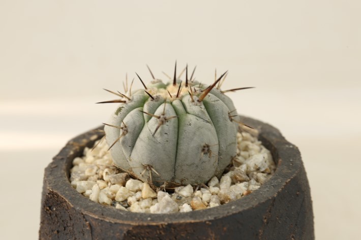 黒王丸 現地球 A3254☆コピアポア シネレア サボテン☆「送料無料