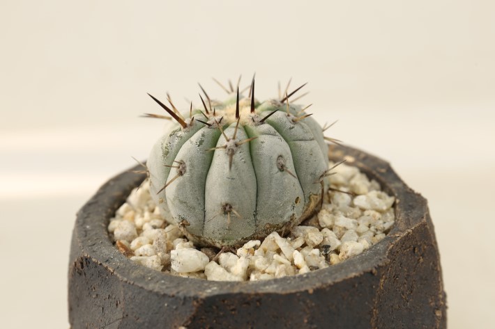 黒王丸 現地球 A3254☆コピアポア シネレア サボテン☆「送料無料