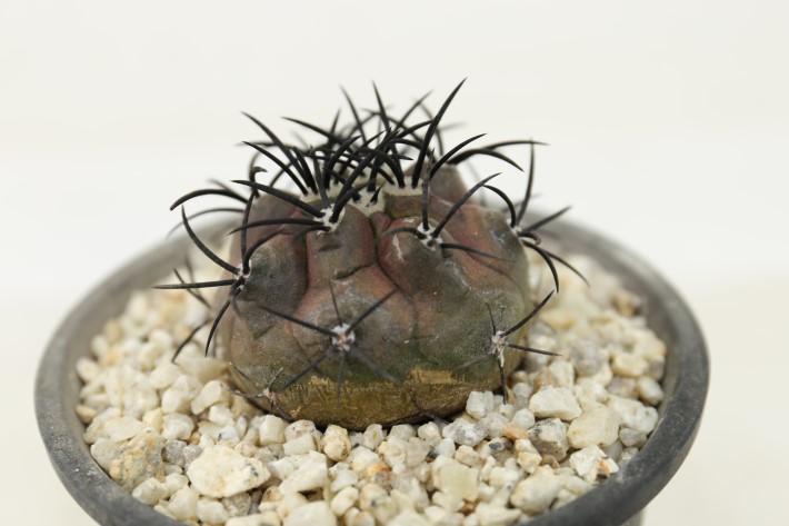 栗星玉 輸入球 A3257☆コピアポア グリセオビオラセア サボテン