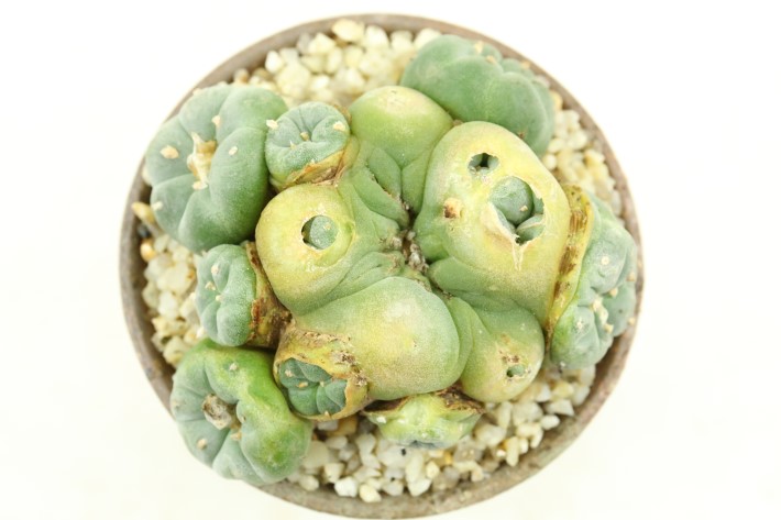 銀冠玉モンスト 実生 A3275☆ロフォフォラ サボテン☆「送料無料」浦部