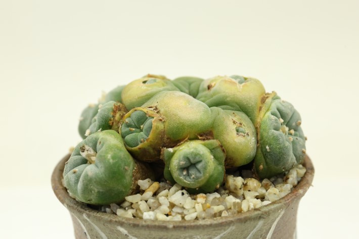 銀冠玉モンスト 実生 A3275☆ロフォフォラ サボテン☆「送料無料」浦部