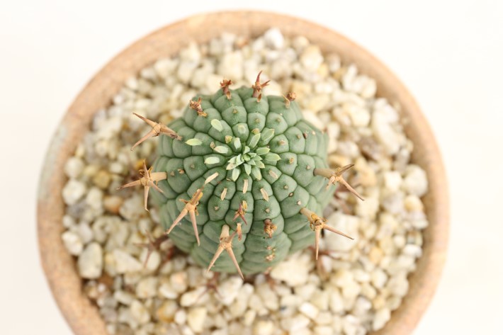 群星冠 輸入球 A3287☆ユーフォルビア ステリスピナ 多肉植物☆「送料