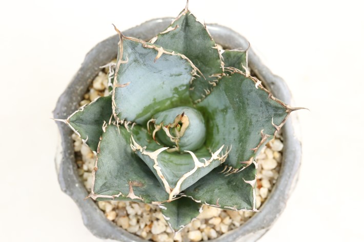 白鯨 輸入球 A3288☆チタノタ アガベ 多肉植物☆「送料無料」浦部陽向園