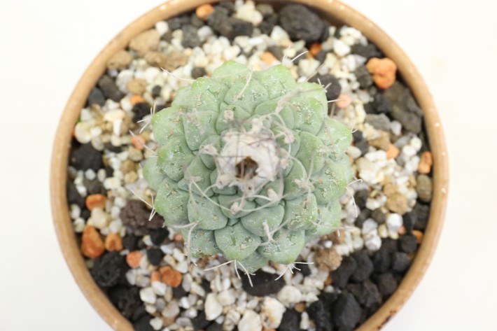 菊水(大疣type) 実生 A3294☆ストロンボカクタス サボテン☆「送料無料