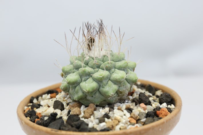 菊水(大疣type) 実生 A3294☆ストロンボカクタス サボテン☆「送料無料