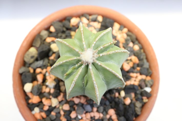 ヒントニー 実生 A3296☆アズテキウム サボテン☆「送料無料」浦部陽向園