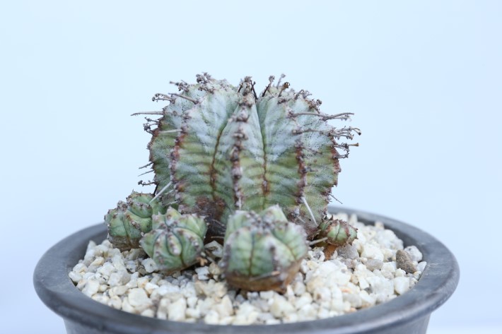 白衣ホリダ 実生 A3344☆ユーフォルビア ホリダ 多肉植物☆浦部陽向園