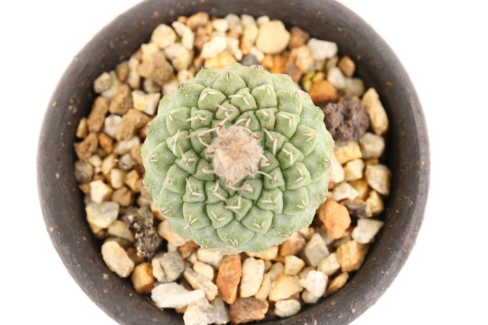 菊水（極小type） 実生 A3365☆ストロンボカクタス サボテン☆「送料