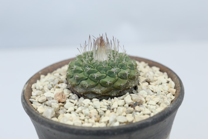 菊水(小疣type) 実生 A3361☆ストロンボカクタス サボテン☆「送料無料