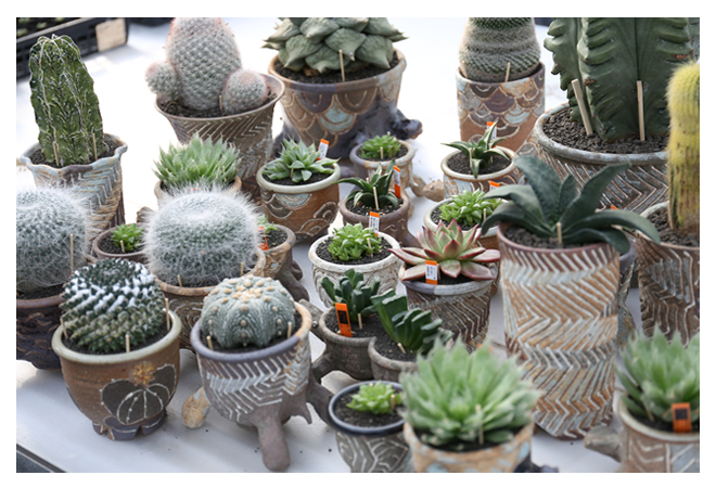 サボテン 花籠｜盆栽・サボテン・多肉植物 生産販売専門【浦部陽向園