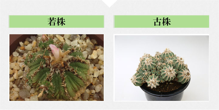サボテン 花籠｜盆栽・サボテン・多肉植物 生産販売専門【浦部陽向園